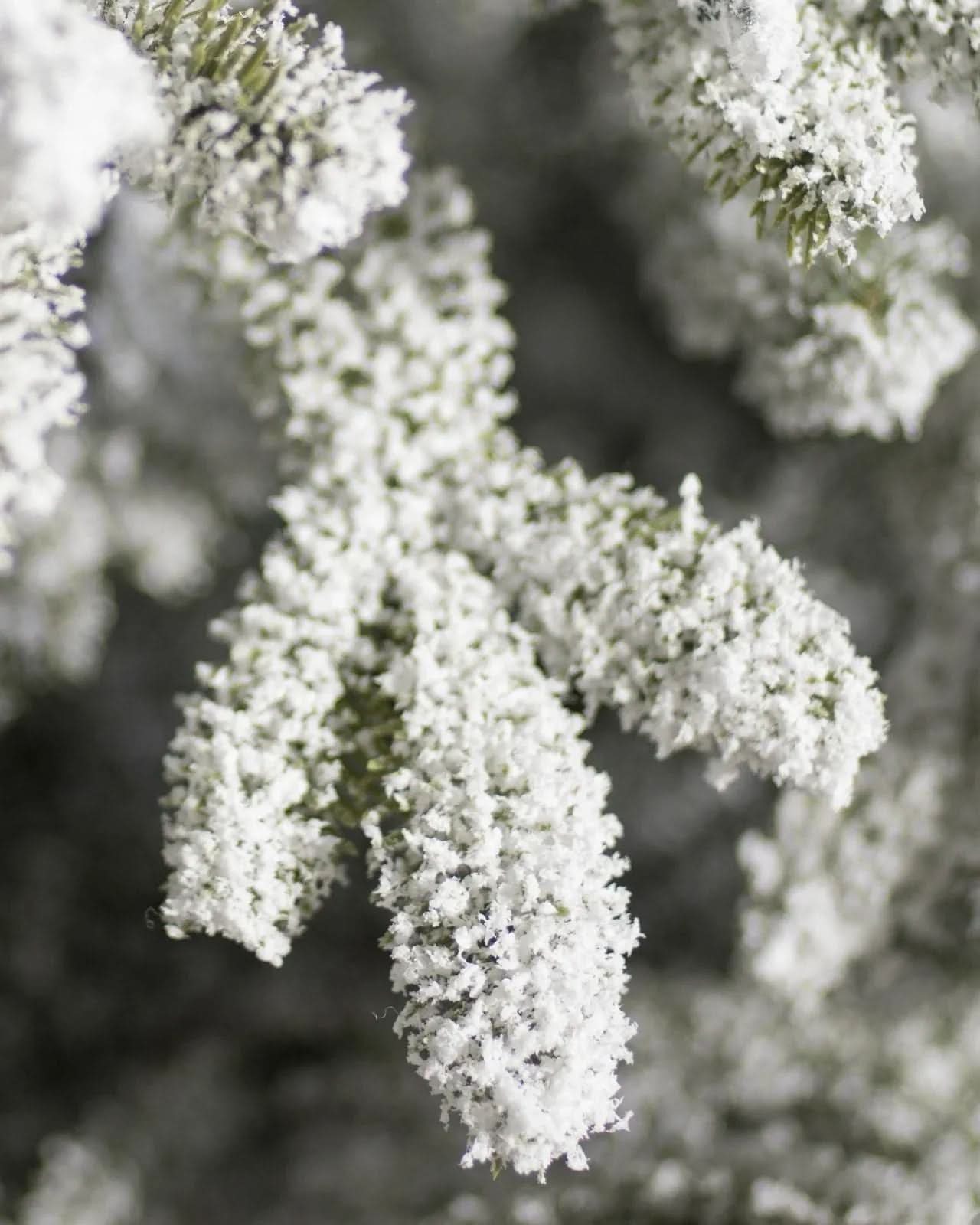 Árvore de Natal Nevada Frosted Fraser com Galhos Articulados DVT20