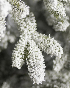 Árvore de Natal Nevada Frosted Fraser com Galhos Articulados DVT20