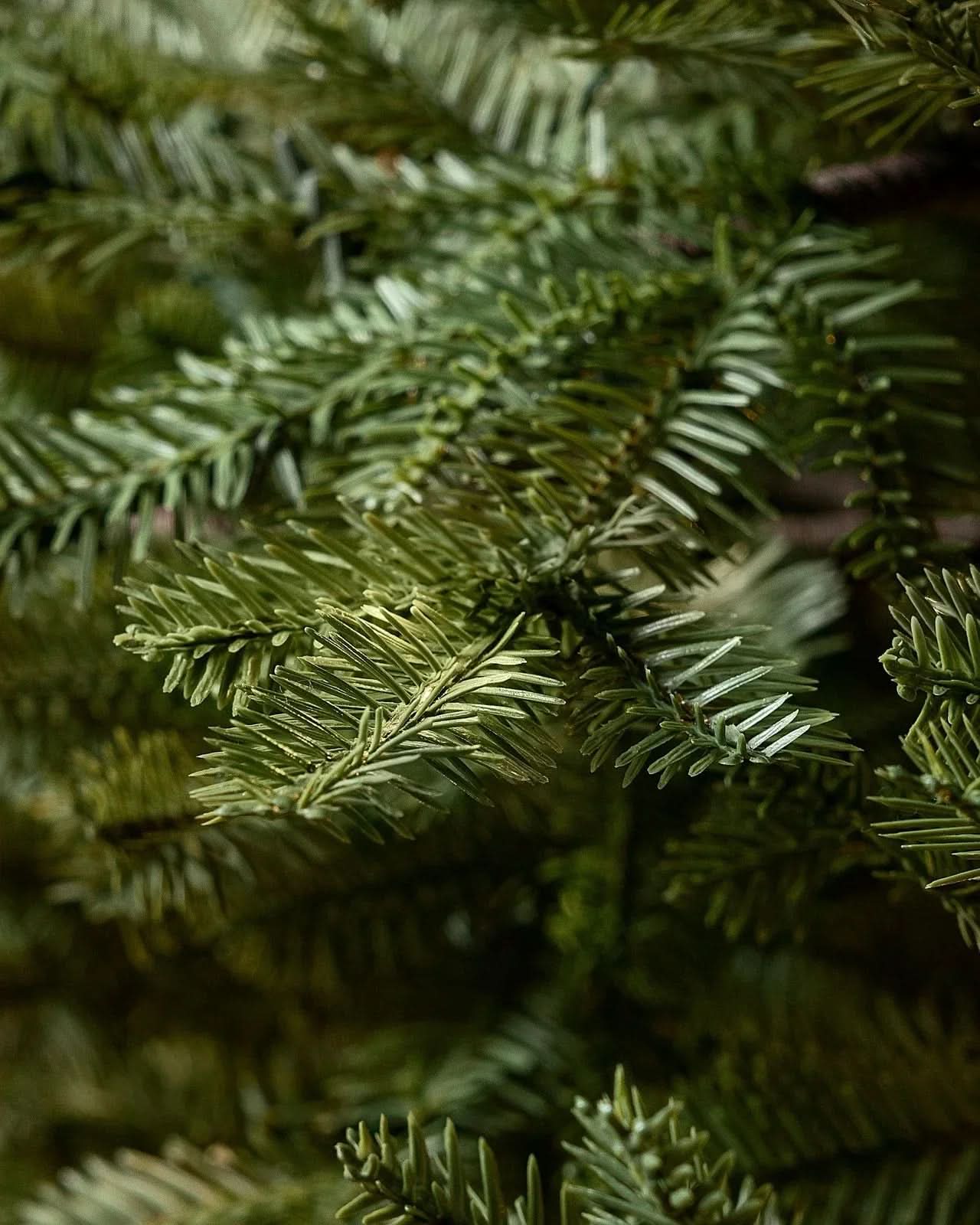 Árvore de Natal Verde Premium com Galhos Articulados DVT13